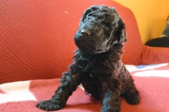 118348600_1392437447628046_4742136668911480456_n