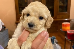 118375656_1392437380961386_5607242418418353085_n