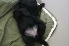 119521240_1409329792605478_1453194072222406966_n