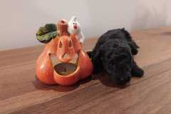 123067348_1447945788743878_7729628087812189565_n