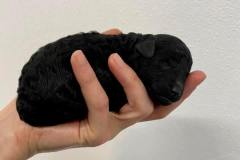 126614781_1467653506773106_8658706968519118808_n