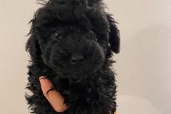 126925061_1469205493284574_5825772016151034937_n