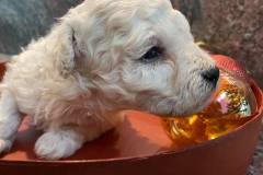 130309303_1480201962184927_3931328831512619806_n