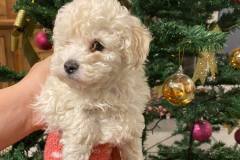 136045247_1500742680130855_5319201122910506095_n