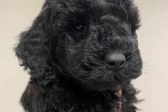 143628946_1516288565242933_2392711858578581439_n