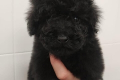 145259441_1518792611659195_565035026730103868_n