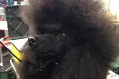 Showring-Kennel-Noceto-Showring-Kennel